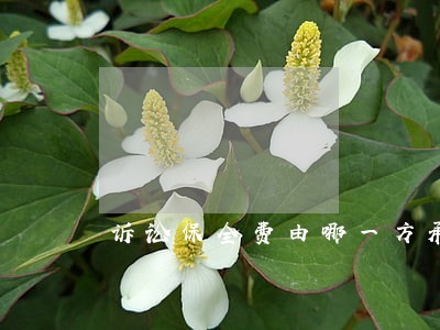 诉讼保全费由哪一方承担 诉讼保全费由哪一方承担