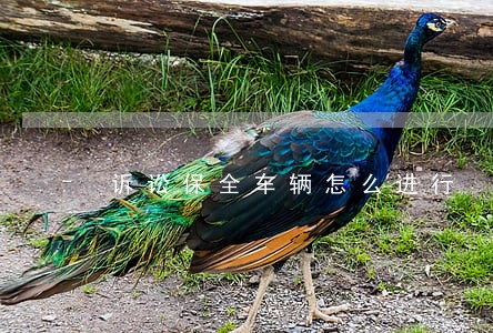 诉讼保全车辆怎么进行