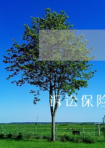诉讼保险担保 诉讼保险担保