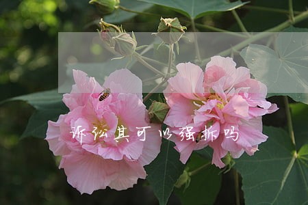 诉讼其可以强拆吗 诉讼其可以强拆吗