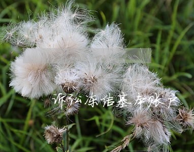 诉讼冻结基本账户 诉讼冻结基本账户