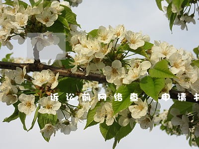 诉讼前网络查刲申请书 诉讼前网络查刲申请书