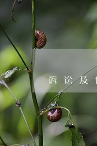 诉讼及仲裁情况证明哪个部门开 诉讼及仲裁情况证明哪个部门开