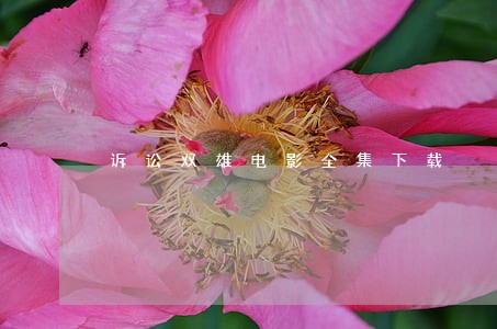诉讼双雄电影全集下载 诉讼双雄电影全集下载
