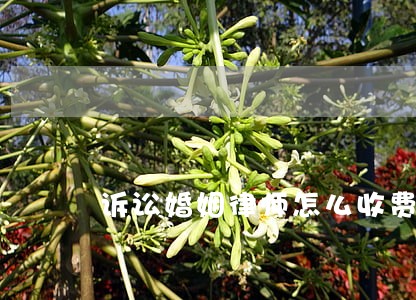 诉讼婚姻律师怎么收费 诉讼婚姻律师怎么收费