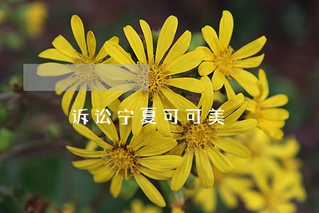 诉讼宁夏可可美 诉讼宁夏可可美