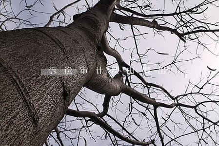 诉讼审计费由哪出 诉讼审计费由哪出
