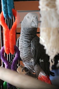 诉讼小状副本怎么办 诉讼小状副本怎么办