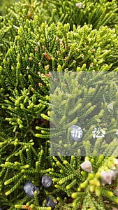 诉讼律师加班吗 诉讼律师加班吗