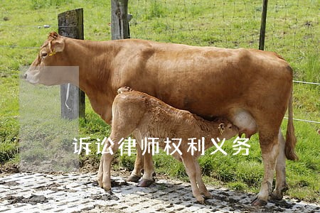 诉讼律师权利义务 诉讼律师权利义务