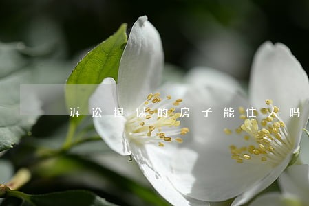 诉讼担保的房子能住人吗
