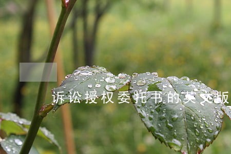 诉讼授权委托书的英文版 诉讼授权委托书的英文版