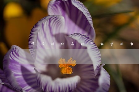 诉讼时效与胜诉权实体权 诉讼时效与胜诉权实体权