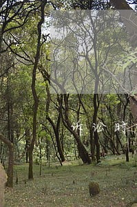诉讼时效制度的内容和意义