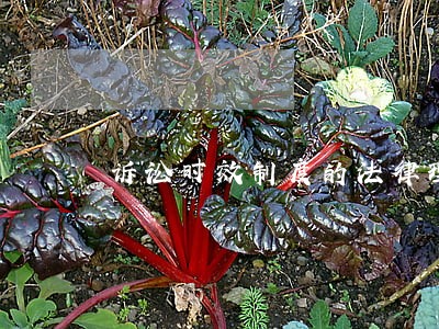 诉讼时效制度的法律理念是什么 诉讼时效制度的法律理念是什么