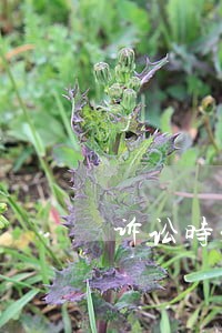 诉讼时未主张利息 诉讼时未主张利息