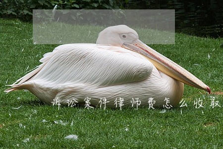 诉讼案件律师费怎么收取 诉讼案件律师费怎么收取