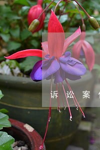 诉讼案件登记台账 诉讼案件登记台账