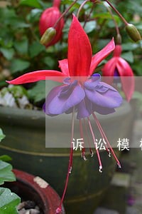 诉讼模板 诉讼模板