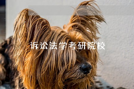 诉讼法学考研院校