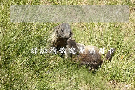 诉讼清收逾期信用卡 诉讼清收逾期信用卡