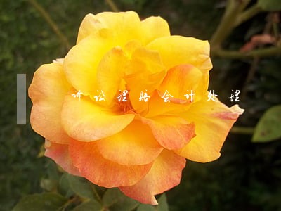 诉讼理赔会计处理 诉讼理赔会计处理