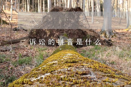 诉讼的拼音是什么 诉讼的拼音是什么