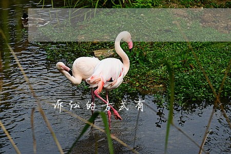 诉讼的方式有