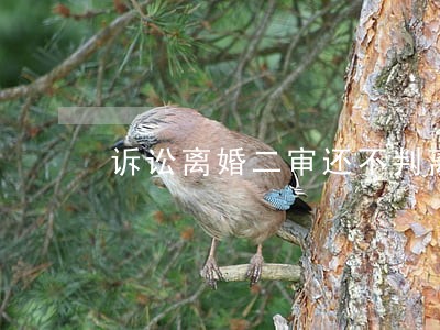 诉讼离婚二审还不判离 诉讼离婚二审还不判离