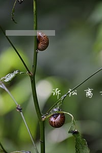 诉讼离婚原告 诉讼离婚原告