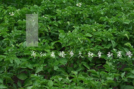 诉讼离婚多久能拿到离婚证 诉讼离婚多久能拿到离婚证