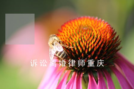 诉讼离婚律师重庆