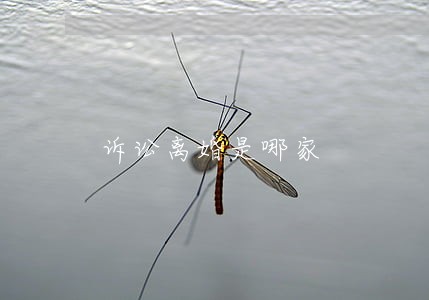 诉讼离婚是哪家 诉讼离婚是哪家