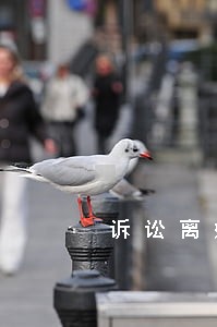 诉讼离婚立案前能撤诉吗 诉讼离婚立案前能撤诉吗