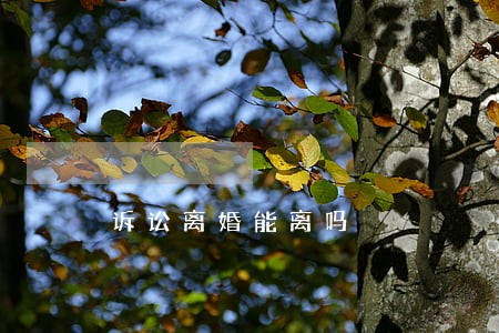 诉讼离婚能离吗 诉讼离婚能离吗