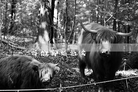 诉讼离婚论文 诉讼离婚论文
