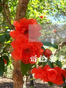 诉讼要求抵消债务 诉讼要求抵消债务