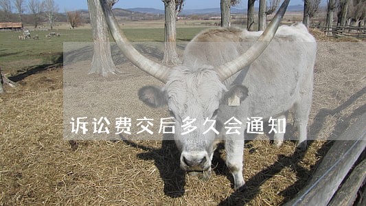 诉讼费交后多久会通知