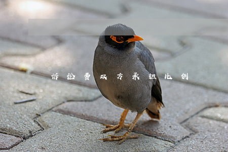 诉讼费双方承担比例 诉讼费双方承担比例