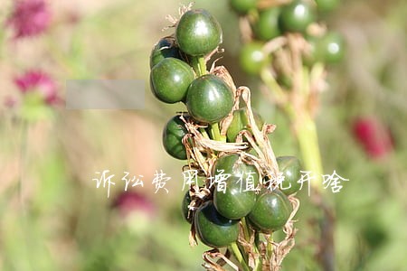 诉讼费用增值税开啥