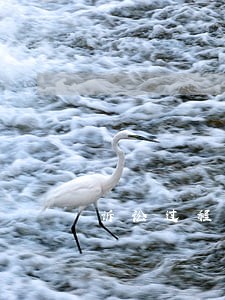 诉讼过程中债权转让的诉讼主体