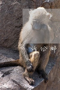 诉讼邮寄时间