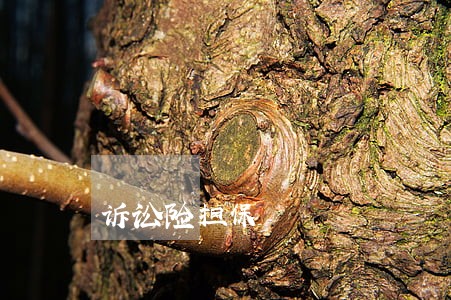 诉讼险担保 诉讼险担保