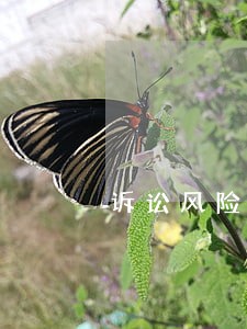 诉讼风险代理服务 诉讼风险代理服务