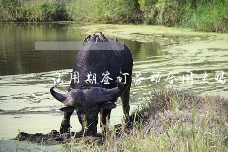 试用期签订劳动合同法吗 试用期签订劳动合同法吗