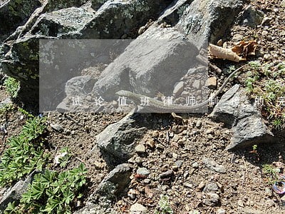 试论值班律师制度的完善 试论值班律师制度的完善