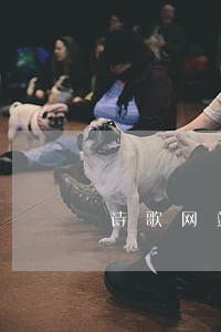 诗歌网站常碰见的法律咨询问题