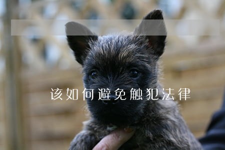 该如何避免触犯法律 该如何避免触犯法律