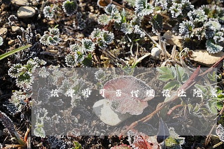 该律师可否代理该法院案件 该律师可否代理该法院案件