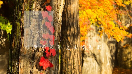 该男子又不受法律制裁 该男子又不受法律制裁